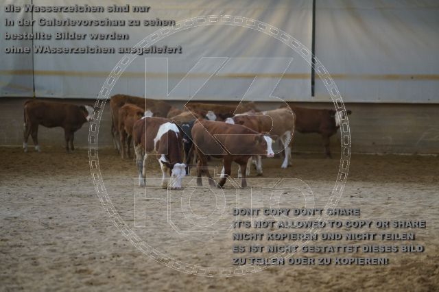 a_K3F02522.JPG